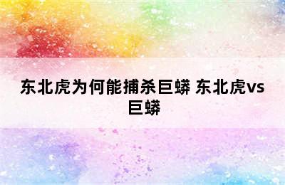 东北虎为何能捕杀巨蟒 东北虎vs巨蟒